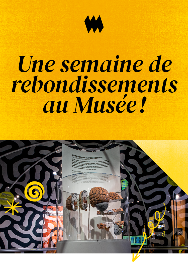 Une semaine de rebondissements au Musée!